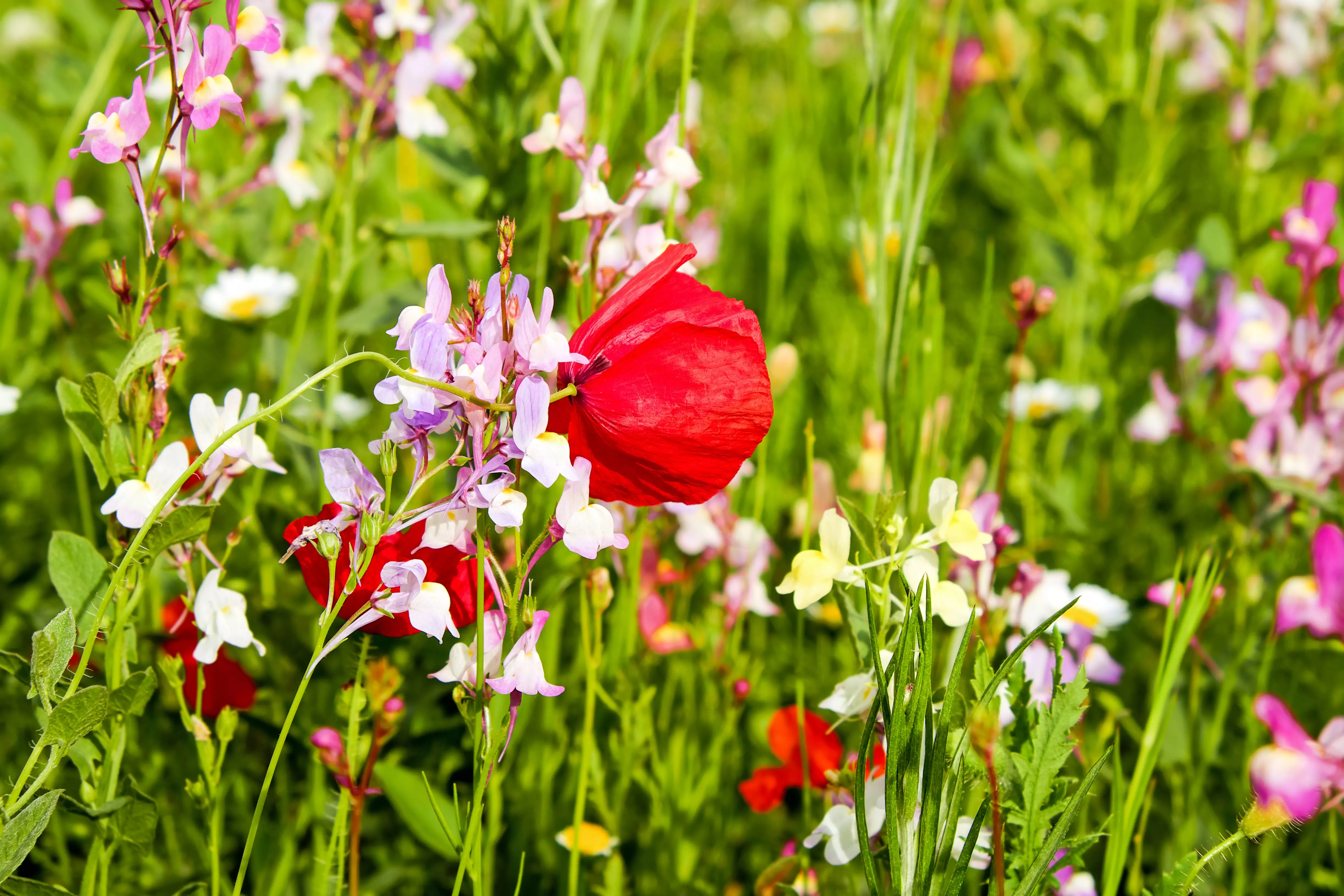 Gartengestaltung für Kiel