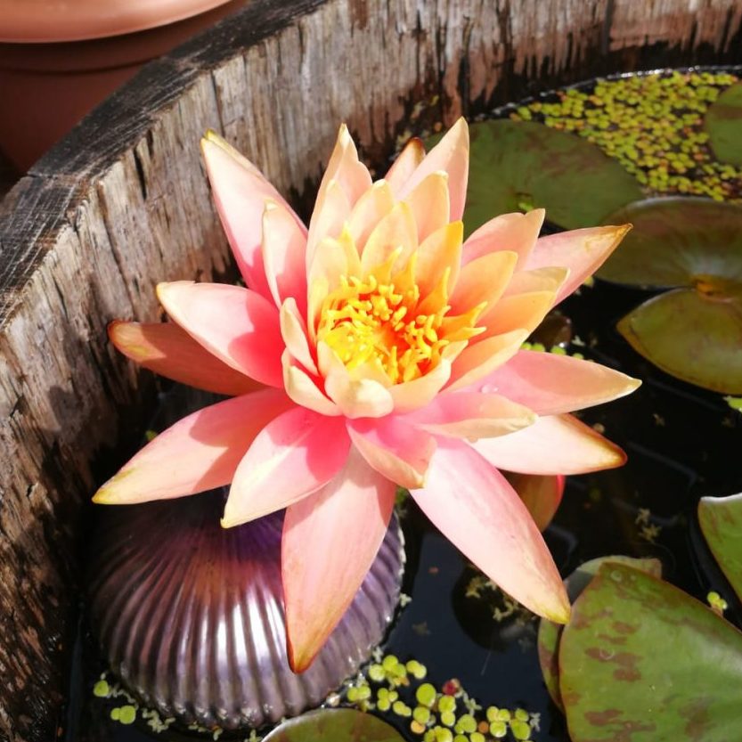 Gartenpflege - Blume in Wasserbottich